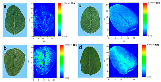 光聲無(wú)標(biāo)記成像與傳統(tǒng)熒光標(biāo)記法信噪比對(duì)比圖 光聲無(wú)標(biāo)記成像與傳統(tǒng)熒光標(biāo)記法信噪比對(duì)比圖